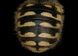   Anthidium palliventre  female abdomen, photo: Jeni Sidwell 
